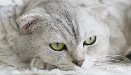 开云体育官网登入-【比赛策略】如何面对强敌制定应战方案，面对强敌,我该如何打赢