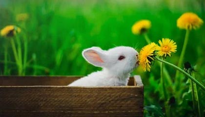 kaiyun体育综合-【裁判讲堂】罚分判决中的细节与争议分析，判罚金的标准